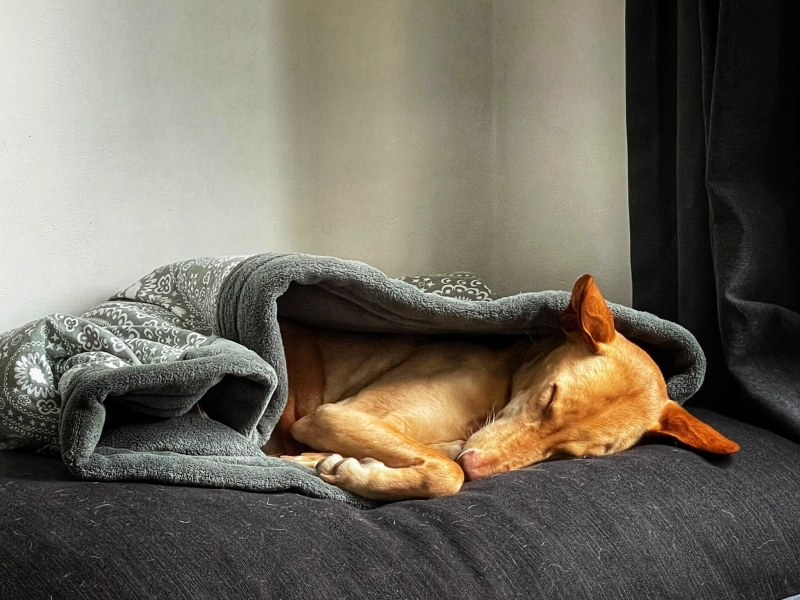 Podenco ligt heerlijk warm in een grijze handgemaakte hondenslaapzak
