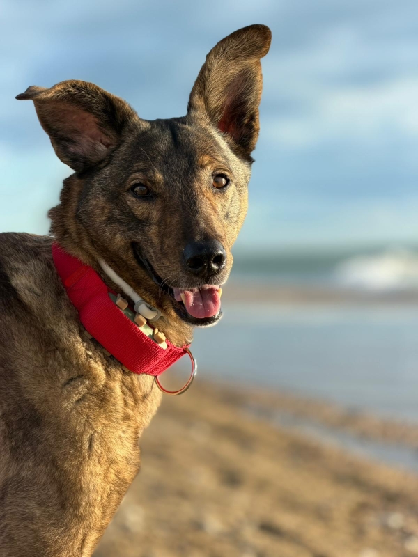 Rescue hond met rode Traptive halsband voor Tractive XL GPS-tracker